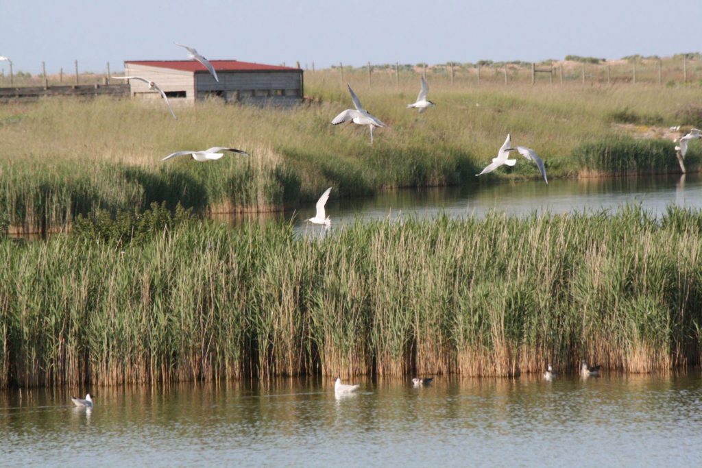 Rye-Harbour-Nature-Reserve-1024x683